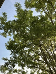 Robinia pseudoacacia
