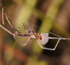 Progradungula otwayensis