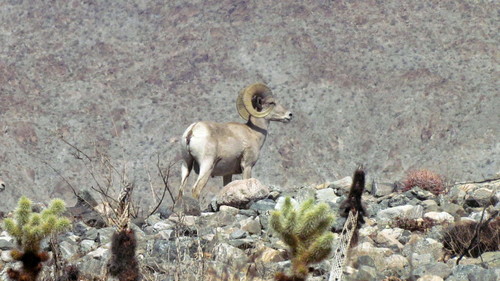 iNaturalist observation photo of Desert Bighorn Sheep