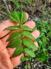 Filipendula ulmaria