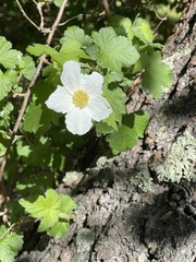 Rubus neomexicanus