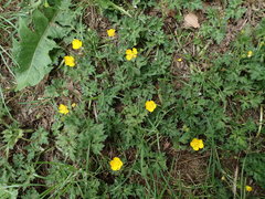 Ranunculus repens