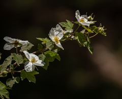 Rubus neomexicanus