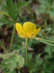 Ranunculus repens