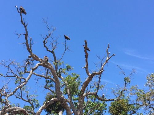 iNaturalist observation photo of Turkey Vulture