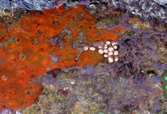 Hymeniacidon perlevis