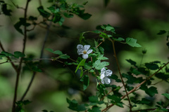 Rubus neomexicanus