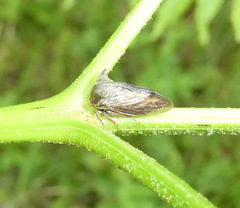 Centrotus