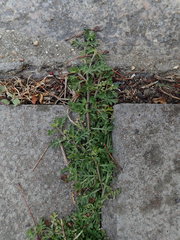 Lepidium didymum