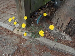 Hypochaeris radicata