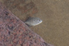 Neoscorpis lithophilus