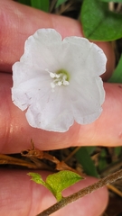 Stylisma humistrata