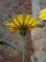 Hypochaeris radicata
