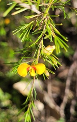 Dillwynia tenuifolia