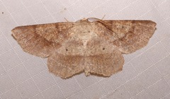 Euchlaena marginaria