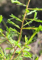 Dillwynia tenuifolia