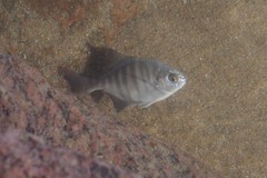 Neoscorpis lithophilus