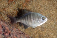 Neoscorpis lithophilus
