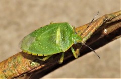 Chinavia pallidoconspersa