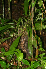 Gongora galeata