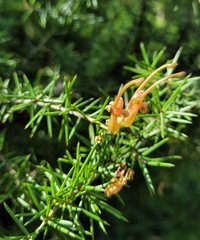 Grevillea juniperina