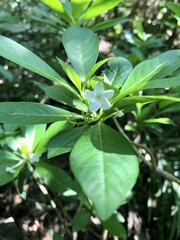 Rauvolfia verticillata