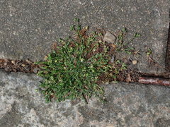 Sagina procumbens