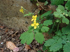 Chelidonium majus