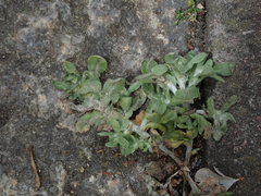 Helichrysum luteoalbum