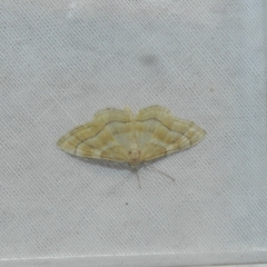 Idaea circuitaria