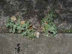 Helichrysum luteoalbum