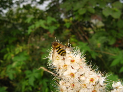 Syrphus vitripennis