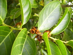 Glochidion lanceolatum