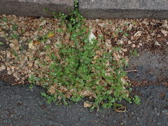 Stellaria media
