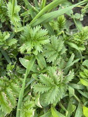 Argentina anserina