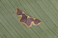 Idaea gemma