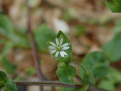 Stellaria media