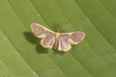Idaea gemma