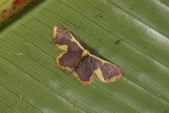 Idaea gemma