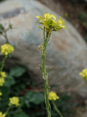 Hirschfeldia incana