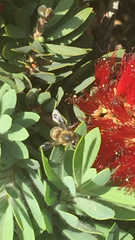 Apis mellifera