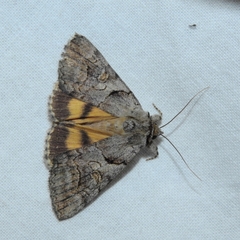 Catocala mariana