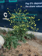 Hirschfeldia incana