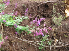 Salvia semiatrata