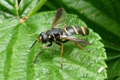 Temnostoma bombylans
