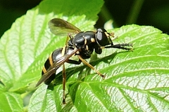 Temnostoma bombylans