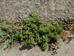 Veronica arvensis
