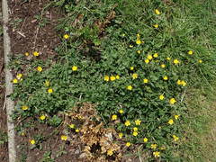 Ranunculus repens