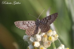 Zabuella tenellus