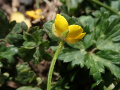Ranunculus repens